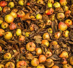 Full frame shot of apples