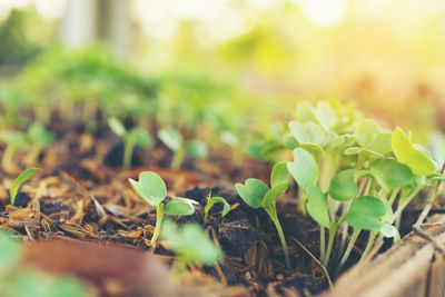 Close-up of plant growing on field