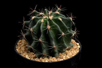 Close-up of succulent plant against black background