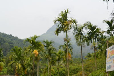 Panoramic view of palm trees against clear sky