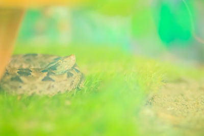 Close-up of butterfly on land