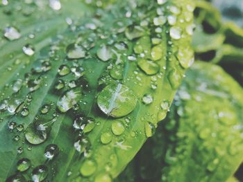 Close-up of raindrops on leaves