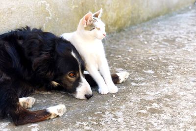 White dog relaxing outdoors