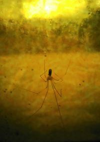 Close-up of insect on wall