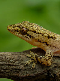 Close-up of lizard on tree