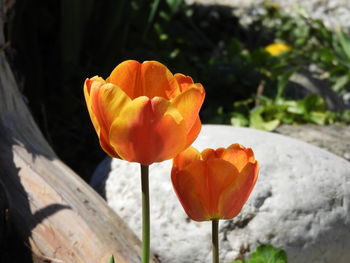 Close-up of orange tulip