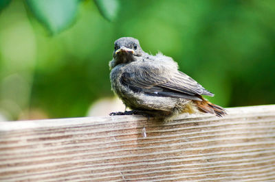 Portrait of bird perching on wooden roof