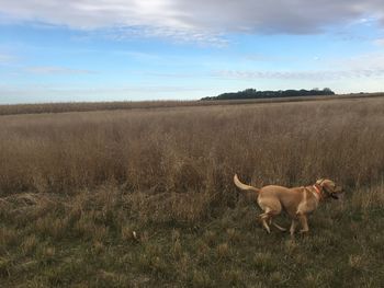 Dog standing in field