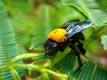 Close-up of insect on plant