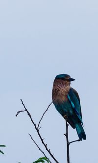 Bird perching on a tree