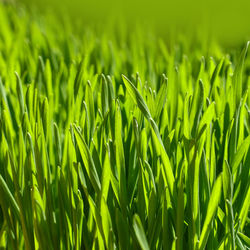 Close-up of crops growing on field