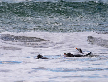 Man swimming in sea