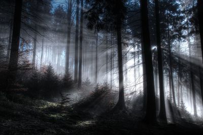 Trees in forest