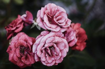 Close-up of pink rose flower