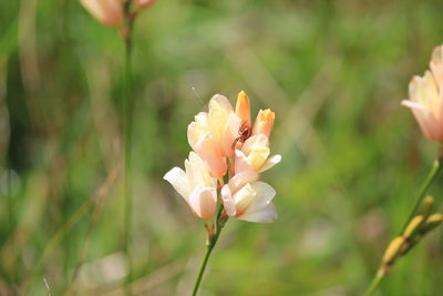 Close-up of flower blooming outdoors