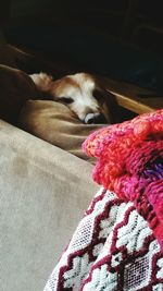 Close-up of dog sleeping on bed at home