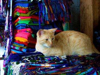 Brown cat on fabrics at market stall for sale