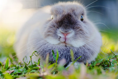 Close-up portrait of rabbit on grassy field