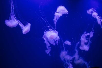 Jellyfish swimming in sea