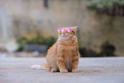 Portrait of cat looking away