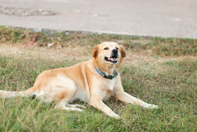 Portrait of golden retriever relaxing on field