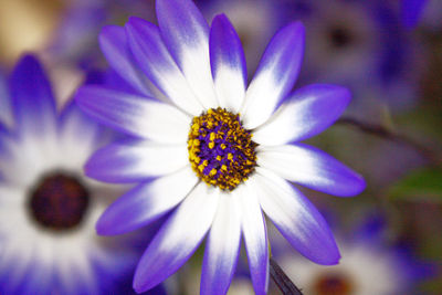 Close-up of purple flowers