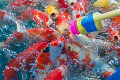 High angle view of bottle feeding koi carps in pond