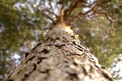 Low angle view of tree against sky