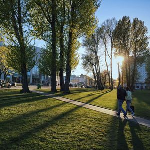 Sun shining through trees in park