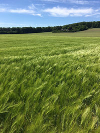 Scenic view of wheat field against sky