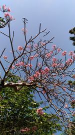 Low angle view of tree against sky