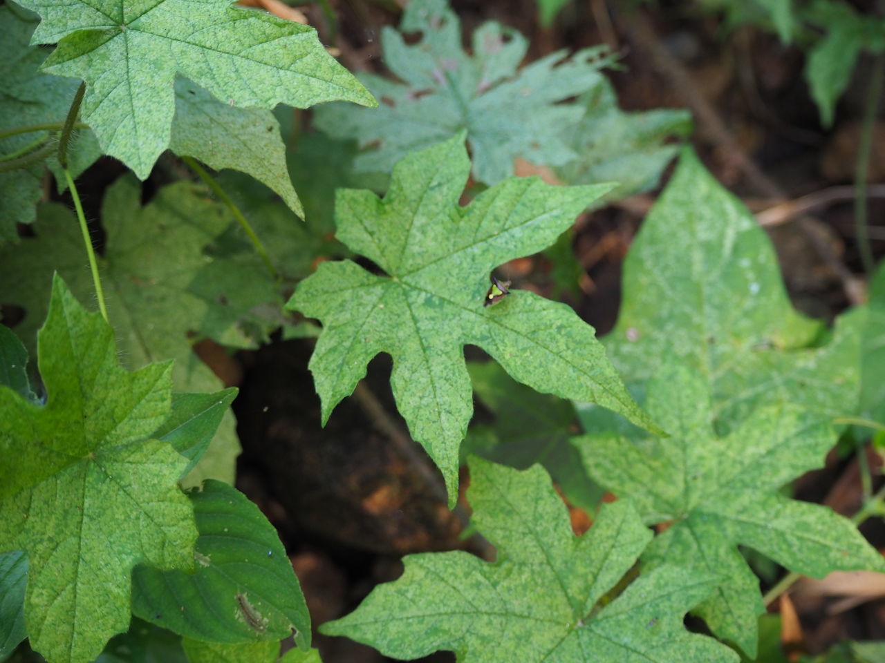 HIGH ANGLE VIEW OF LEAVES ON PLANT