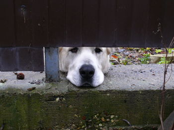 The head of a large dog looking out from the bottom of the fence