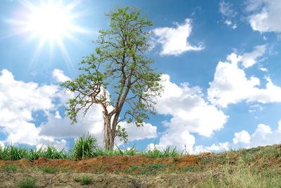 Green nature tree with colorful sun and sky background.