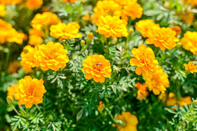 Close-up of yellow flowers growing on field