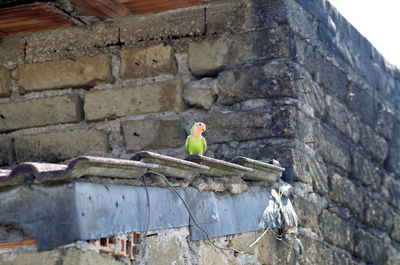 Low angle view of bird perching on wall