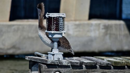 Pelican perching on lighting equipment on wooden structure