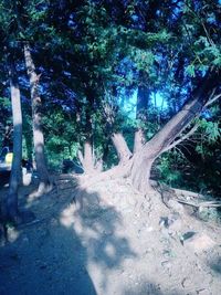 Trees growing in forest