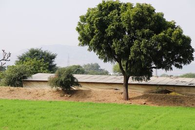 Tree on field by house against sky