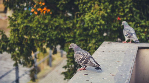 Close-up of pigeons perching on retaining wall