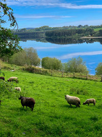 Sheep grazing in a field