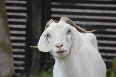 Close-up of white goat against fence