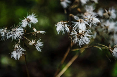 Close-up of dandelion growing on plant