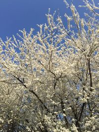 Low angle view of cherry blossoms against sky