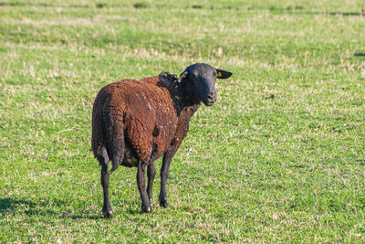 Side view of an animal on field