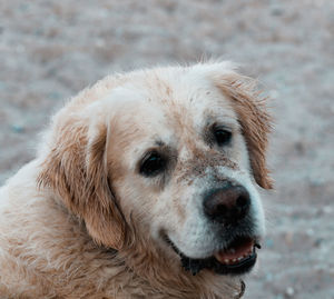 one animal