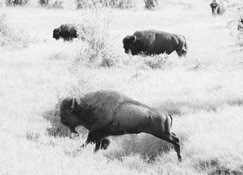 Side view of bison field