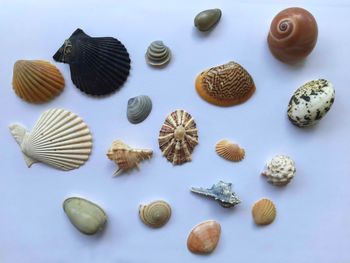 High angle view of shells on table