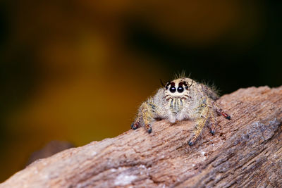 Close-up of insect on wood