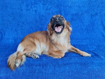 Dog lying on blue wall